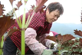 重新认识一下“紫苏”，若你家门前有，别再割来喂猪了，太糟蹋了图片