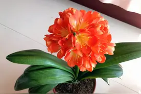 君子兰最怕的“五件事”，只要避开了，叶片整齐宽又亮，满盆白根图片