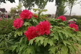 后续来了，菏泽凉皮事件，她凭一己之力干倒旅游业坑了一座城图片