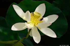 “色即是空，空即是色”，何为“色”何为“空”？图片