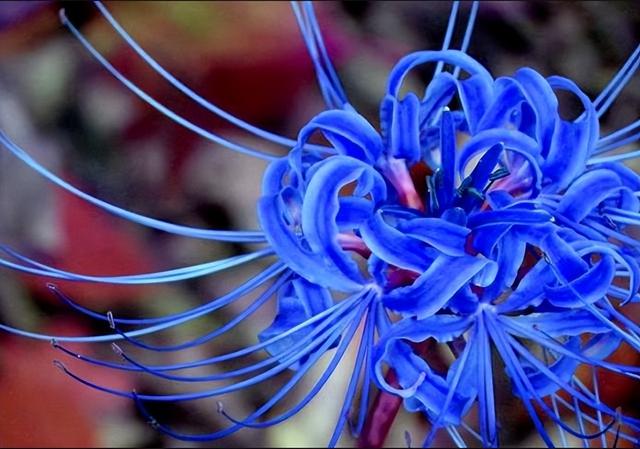 盘点世界最毒的十种花卉植物:快来看看你家有没有