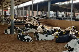 你喝的伊利牛奶可能来自文山这个“鲜奶吧”图片