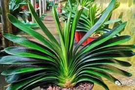 君子兰僵苗不长新叶，春天埋点“小东西”，长成大扇子图片