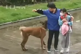 “用老命保小命”，她挺身而出感动全网！但是，狗绳咋就拴不住？图片