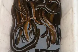 野生鳝鱼，老渔民用4种方法鉴别，十拿九稳图片