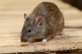 你知道粘鼠板的正确用法吗？图片