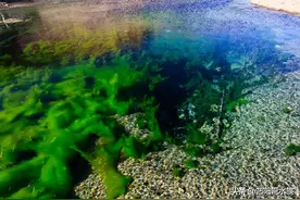 鱼缸里有绿藻确实很煞风景，为什么都想要除掉？其实大可不必图片