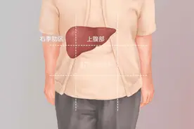 肝的位置在哪里图片