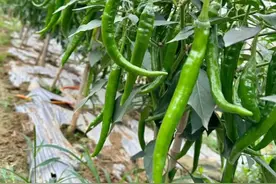 放暑假把女儿送到农村姑姑家，过过苦日子，没想到她竟然不想走了图片