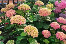 绣球修剪“原理”很简单，记住三句“口诀”，绣球矮壮，明年爆盆图片