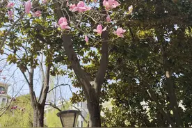 春天，就这样来了——2023年上海中考一模青浦区作文试写图片