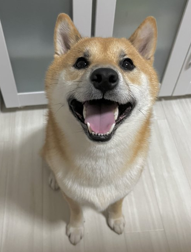 男子外出回家抬头直接吓屁:窗边惊现诡异微笑的狗头紧盯着自己(会笑的