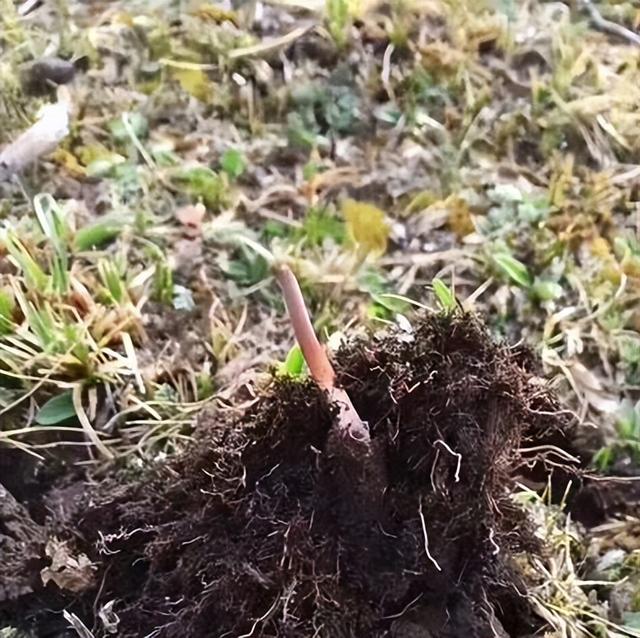 一年只有2个月挖采期的新鲜虫草陆续上市啦！1根鲜=3根干