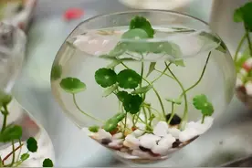 介绍十种常见的水培植物，总有一款你没养过图片