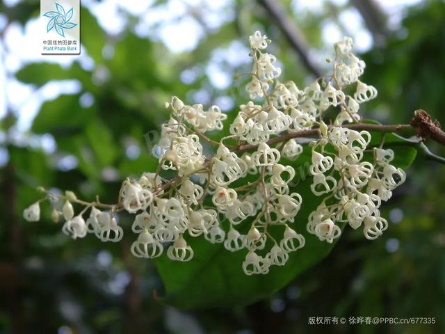 巧笑倩兮，美目盼兮——苹婆果到底为何物？