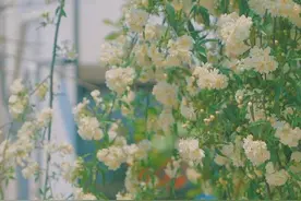 木香花为什么被称为“鬼招手”？你敢信？图片