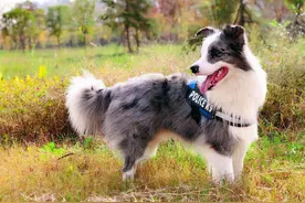 养边境牧羊犬时，这几大禁忌不能犯图片