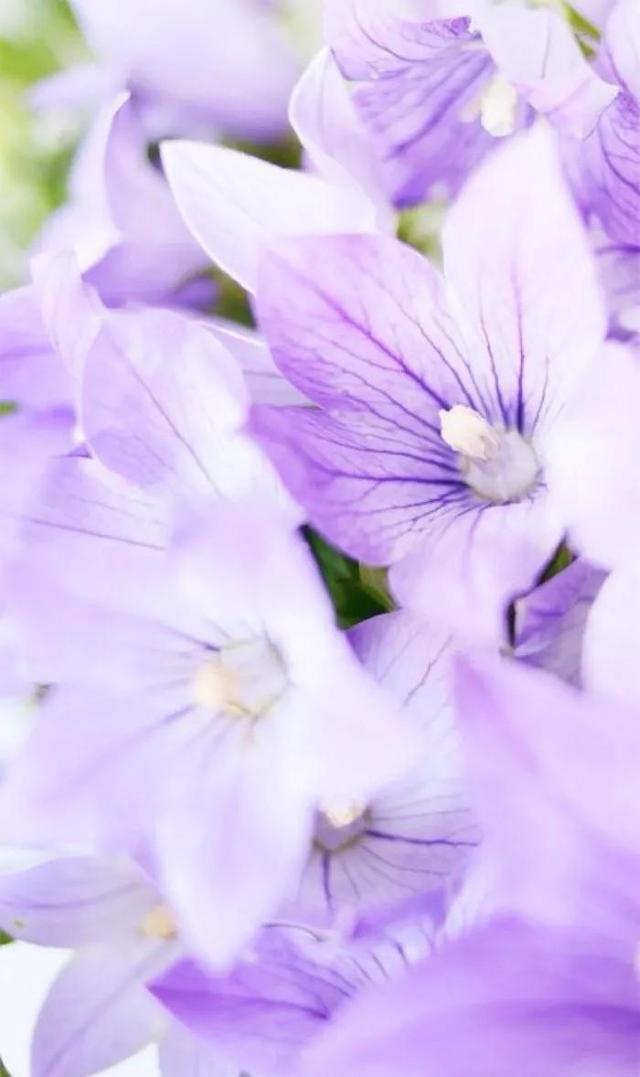 唯美桔梗花壁紙 Cancer Knowledge