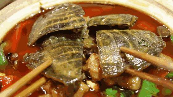 【寻味常德】从一钵常德甲鱼说起(图3)