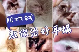 10块钱治好你家猫烦人的耳螨图片