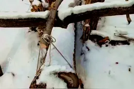 东北风情，说说山里人冬天“下兑子”捉獾，貉，鼬，鼠的故事图片