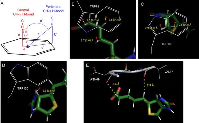 药物设计│生物素在药物设计中的经验教训
