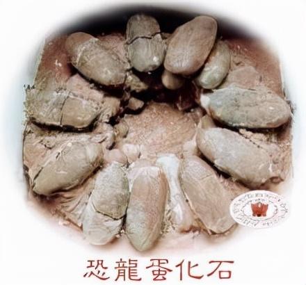 我们是“龙的传人”——恐龙打败奥特曼们，才能获得智慧的奥义