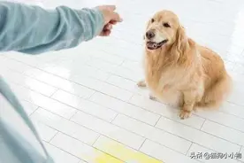 没有笨狗狗，只有懒主人！4步教会狗狗乖乖上厕所图片
