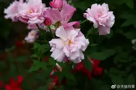 买玫瑰还是买“玫瑰”？七夕选花指南图片
