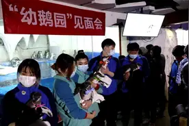 6只新生企鹅宝宝在太平洋海底世界博览馆与游客见面图片
