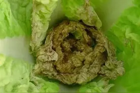 白菜想高产，这20种常见病虫害不得不防！稍不注意，一年白干！图片
