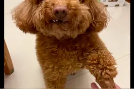 去世小狗又回到我的家！一切证据都指向前世，狗：怕你会认不出我图片