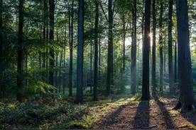 如果地球上的森林面积增加1倍，会发生什么？人类将难以承受后果图片