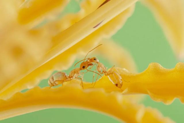 太震撼！适马105mm微距镜头下的梦幻蚂蚁王国