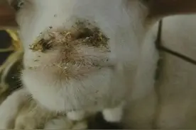 这种羊病传播快、死亡率高，快来了解羊得此病的特征及防治办法图片