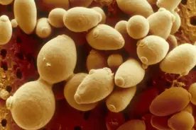 酵母可以解酒，喝酒前吞一些酵母粉可以“千杯不醉”?图片