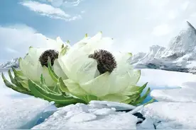 带你识别天山雪莲图片