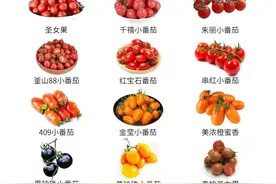 常见小番茄的区别与口感图片