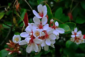 春花-石斑木·灿漫秀丽，娇艳欲滴。图片