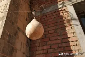 秦岭深处的石头房里，藏着传统种子的守护人｜良食观察图片