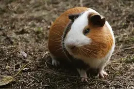 荷兰猪小知识图片