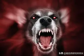 被狗咬过吓过的集合，关于狂犬病，你想知道的一切都在这里！图片