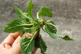 这个草有点丑，但炒鸡蛋堪称一绝！遇到不妨摘点回去，好吃营养图片