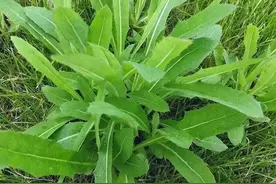 “小满将至，吃苦为宜”，多吃三种苦味食物，顺时而食，安稳度夏图片