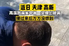 天津高新：小麻雀因高温天中暑一头撞上玻璃，躺在地上奄奄一息图片