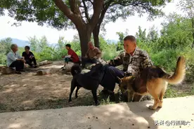 山中老人养2条长不大的怪狗，战斗力强咬死过小野猪，看是啥样子图片