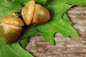 这种植物树皮可入药，果实曾被当作“备用粮”，如今被人们遗忘图片