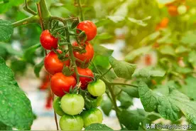 土霉素用得好，增产又增收图片