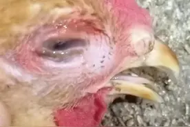 鸡肿头肿脸是怎么回事？图片