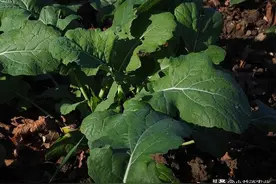 肥料施到地里多久才能吸收？看完就懂了！吸收速度跟9个因素有关图片